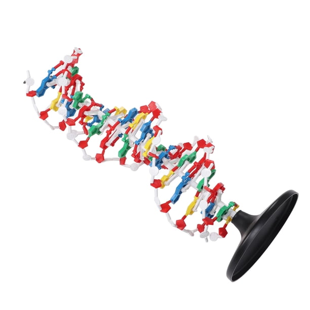 Modelo De Doble Hélice De ADN, Modelo De Estructura De ADN Fácil De Usar Educativo Para La Enseñanza