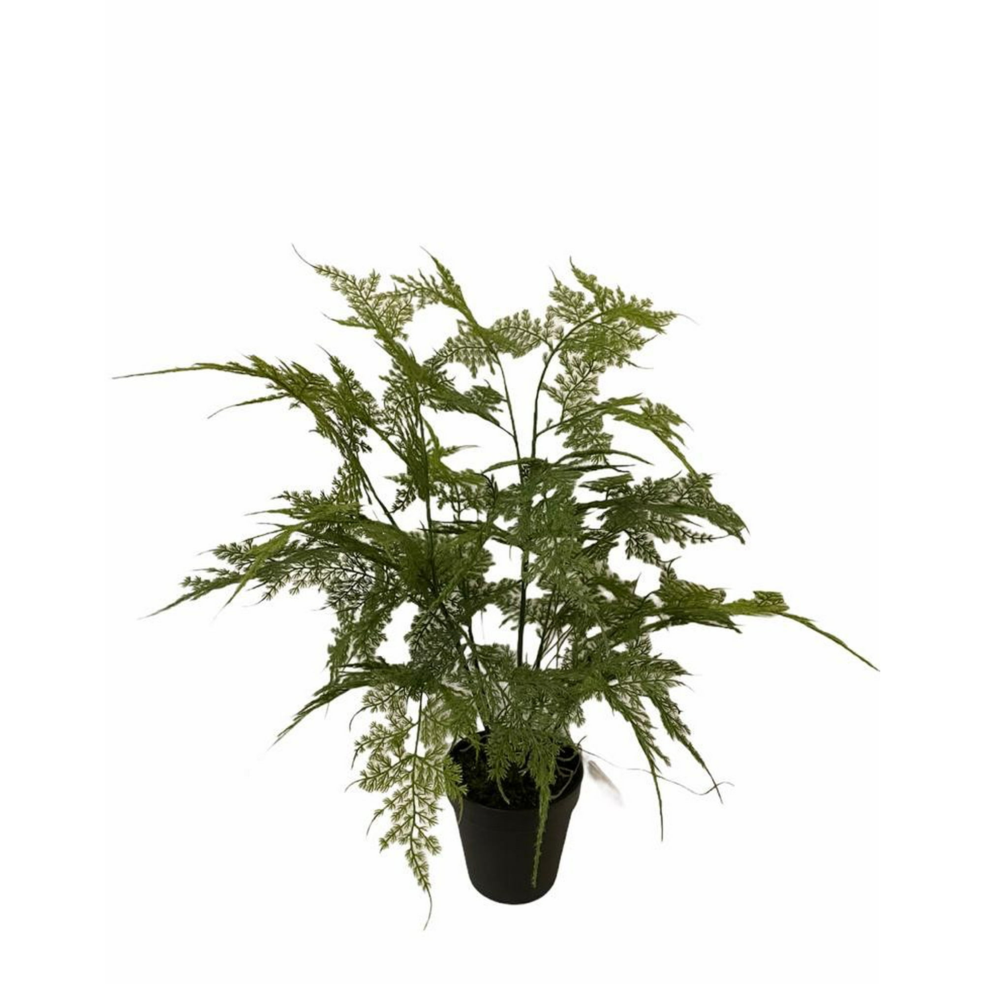 Planta Decorativa Helecho Esparagus 46Cm