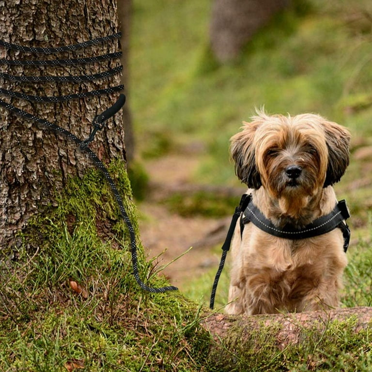 Best tie out for small cheap dogs