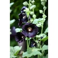 thumbnail image 5 of 25 BLACK HOLLYHOCK Alcea Rosea Nigra Flower Seeds, 5 of 10