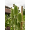 thumbnail image 5 of 75 FULLERS TEASEL Indian Teasel Dipsacus Sativus White Flower Herb Seeds, 5 of 10