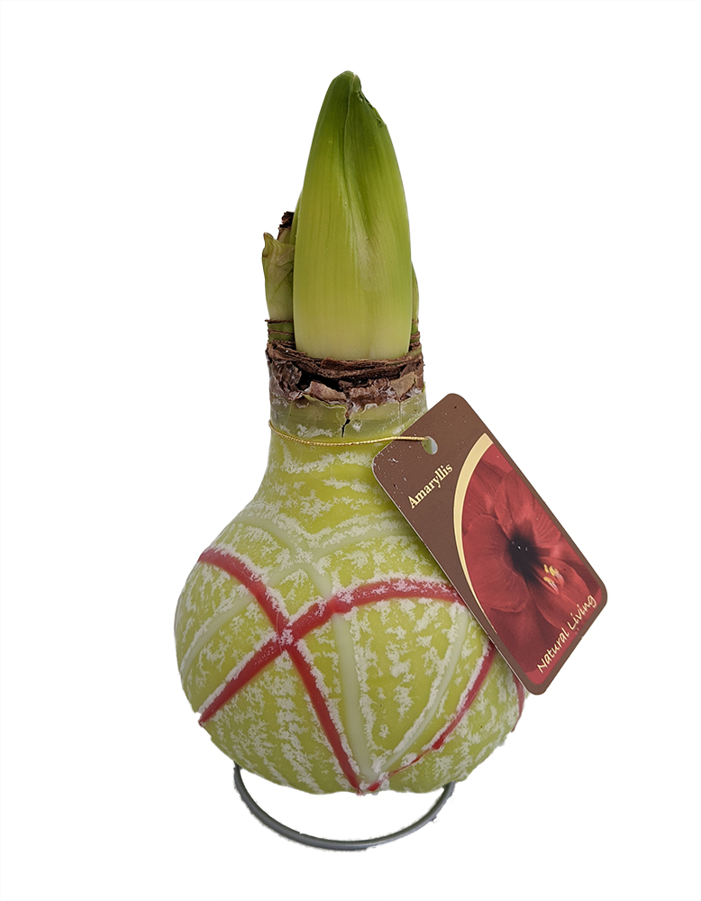 Waxed Amaryllis Bulb - Christmas Swirl - Blooms Without Soil/Water