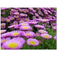 thumbnail image 1 of Flower Photo Ceramic Tile Mural Kitchen Backsplash Bathroom Shower 404897-XL43, 1 of 3