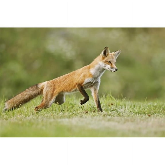 Red Fox Vulpes Vulpes Walking on Grass - Montreal Quebec Canada Poster Print - 19 x 12 in.