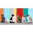 thumbnail image 3 of Pangea Images 24x14 Black Modern Framed Museum Art Print Titled - Cats in the Sun, 3 of 5