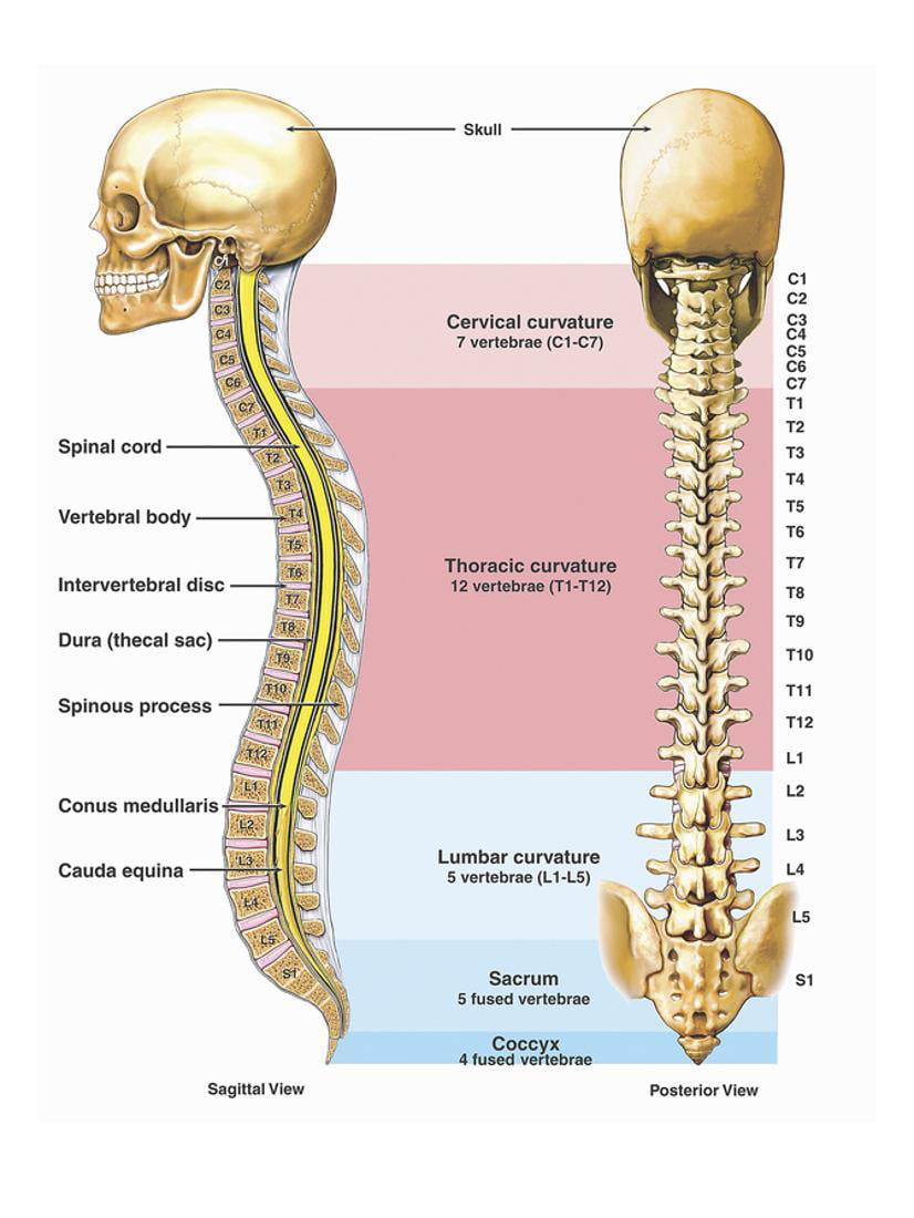 Illustration of the Anatomy of the Human Spine or Vertebral Column