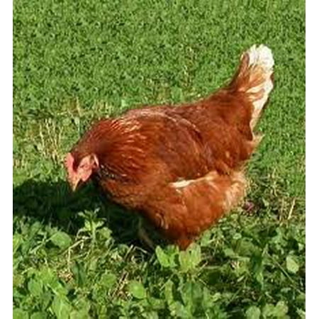 The Dirty Gardener Chicken Friendly Grass Seed (Best Grass For Chickens)