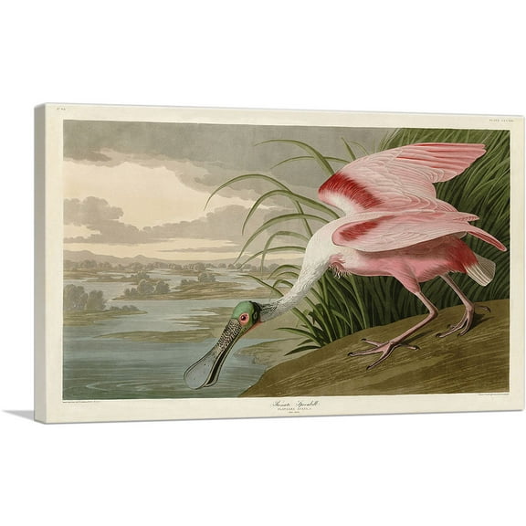 ARTCANVAS Roseate Spoonbill Canvas Art Print by John James Audubon - Size: 26" x 18" (0.75" Deep)