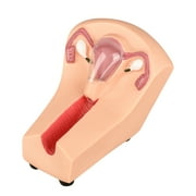 Intrauterine Device Training Kit