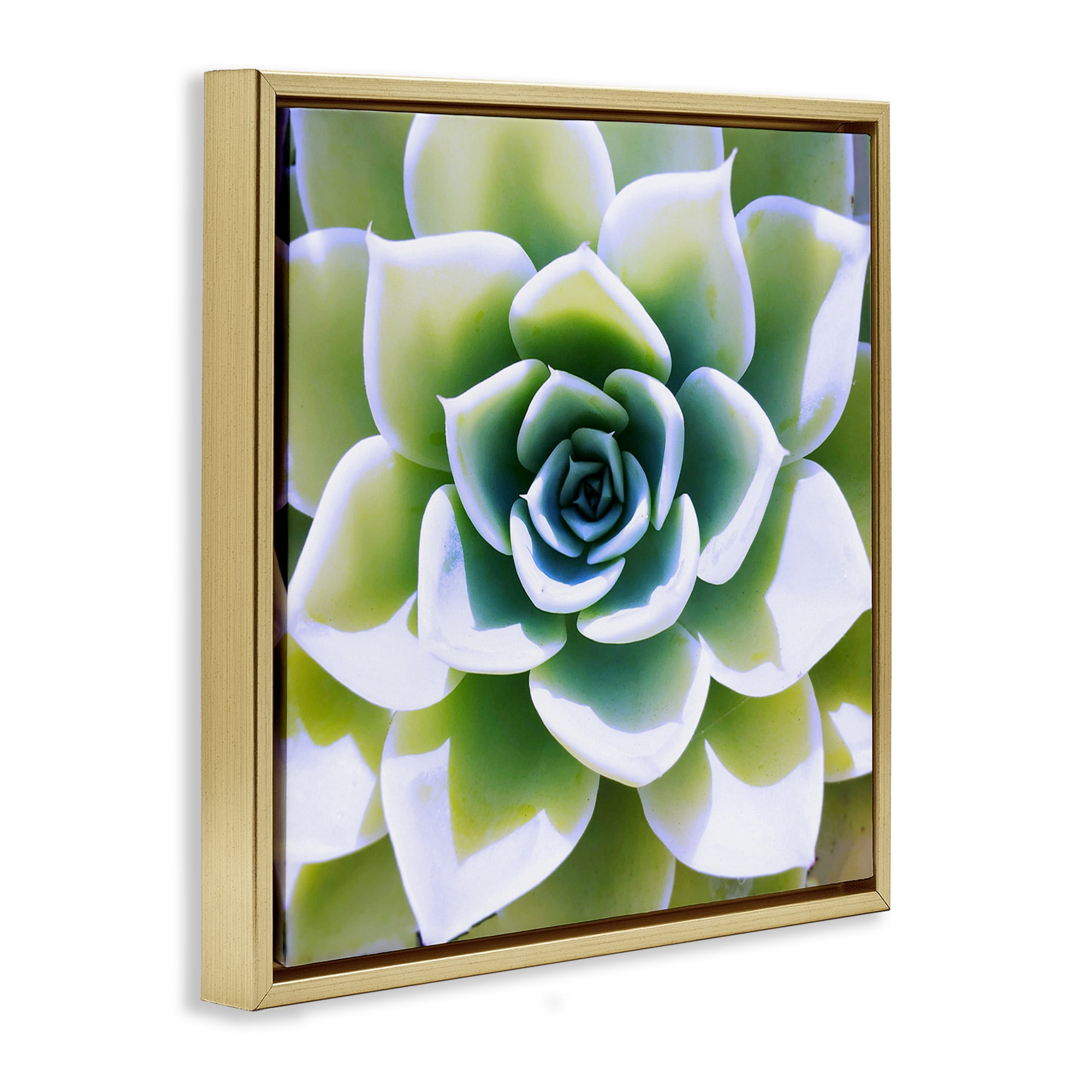 Stupell Industries Green Succulent Nature Close Up Botanical & Floral Photography Gold Floater Framed Canvas Art Print Wall Art, 18 x 18