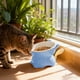 thumbnail image 4 of CaiYueKe Elevated Cat Food Bowl with Stand, Whisker Friendly Shallow Pet Dish, Tilted Anti-Vomit Slow Feeder, Non-Slip Durable Plastic Pet Feeding Station for Cats and Small Dogs, 4 of 7