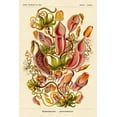 thumbnail image 2 of Haeckel, Ernst 17x24 Black Ornate Wood Framed with Double Matting Museum Art Print Titled - Haeckel Nature Illustrations: Pitcher Plants, 2 of 4