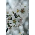 thumbnail image 2 of Geyman, Vitaly 17x24 White Modern Wood Framed Museum Art Print Titled - Spring Blossoms I, 2 of 4