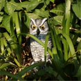 thumbnail image 3 of S SERENABLE 3 Pieces Large Owl Hunting Decoy Statue Lawn Garden Scarer Outdoor 3Pcs, 3 of 9