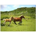 thumbnail image 1 of Horse Ceramic Tile Mural Kitchen Backsplash Bathroom Shower 402890-L43, 1 of 9