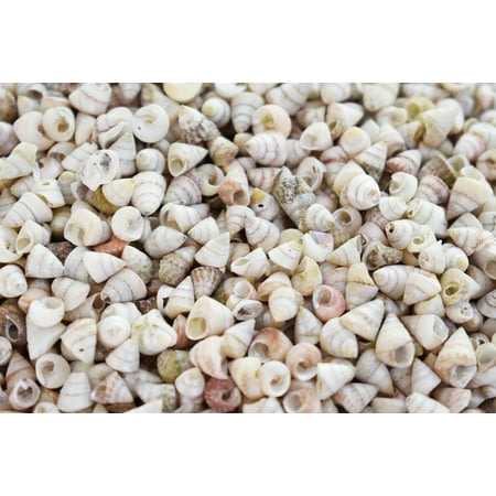 Pearl Turbo Shells (Bulk 1 Lb (2000+) Very Tiny Venetian Pearls Mini Shells 1/4