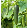 thumbnail image 2 of TomorrowSeeds - Persian Cucumber Seeds - 50+ Count - For 2025 Planting Lebanese Middle Eastern, 2 of 11