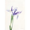 thumbnail image 3 of Urquhart, Elizabeth 17x24 Black Modern Framed Museum Art Print Titled - Light and Bright Floral IV, 3 of 5