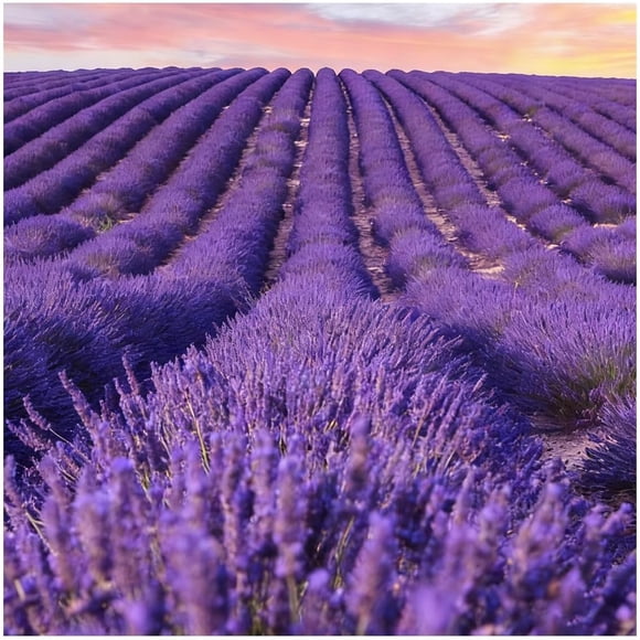 GSDWIUEW Premium Lavender Seeds,Organic Lavender Seeds for Indoor & Outdoor Planting,Perennial Flower Gardening Seeds Attract Bees, Birds, & Butterflies (Purple)