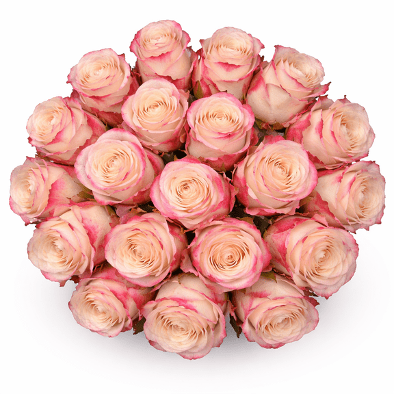 50 Stems of White with Red Tips Blush Roses- Beautiful Fresh Cut Flowers- Express Delivery