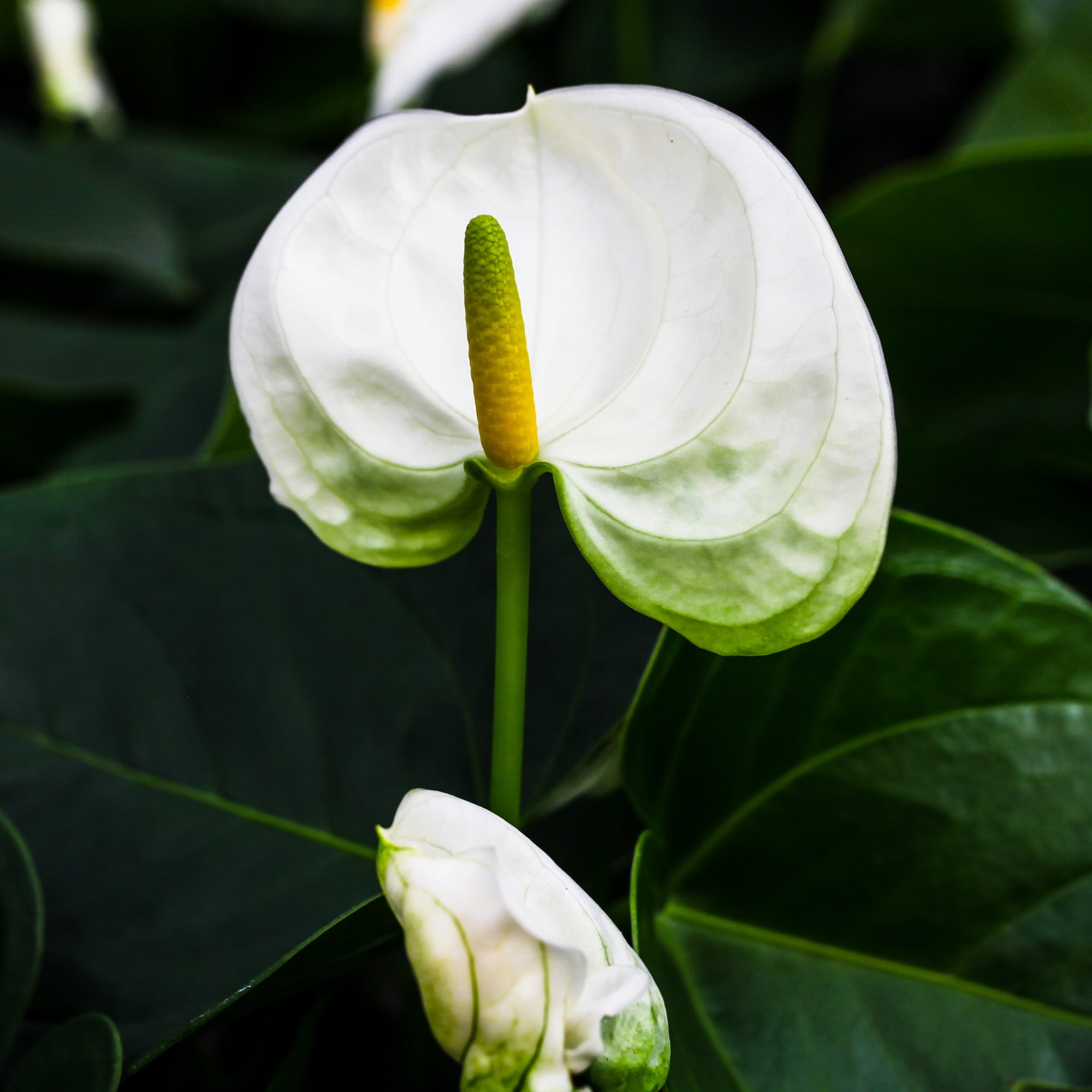 Green Circle Growers 5" White Anthurium in White Cassia Pot – Thinking of You Gift with Eucalyptus