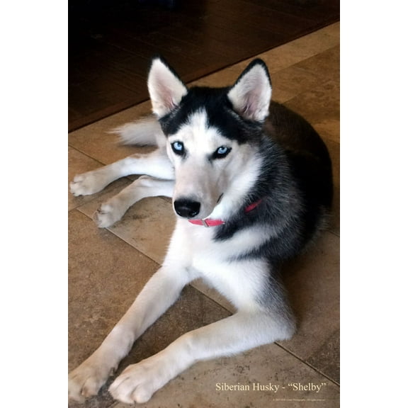 Best Posters Dogs Siberian Husky Mini Poster 11Inx17In Entertainment Decor 11x17 Poster Color Category: Multi, Unframed, Ages: Adults, Rectangle