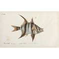 thumbnail image 2 of Enoplosus Armatus Poster Print By Mary Evans Natural History Museum (36 X 24), 2 of 4