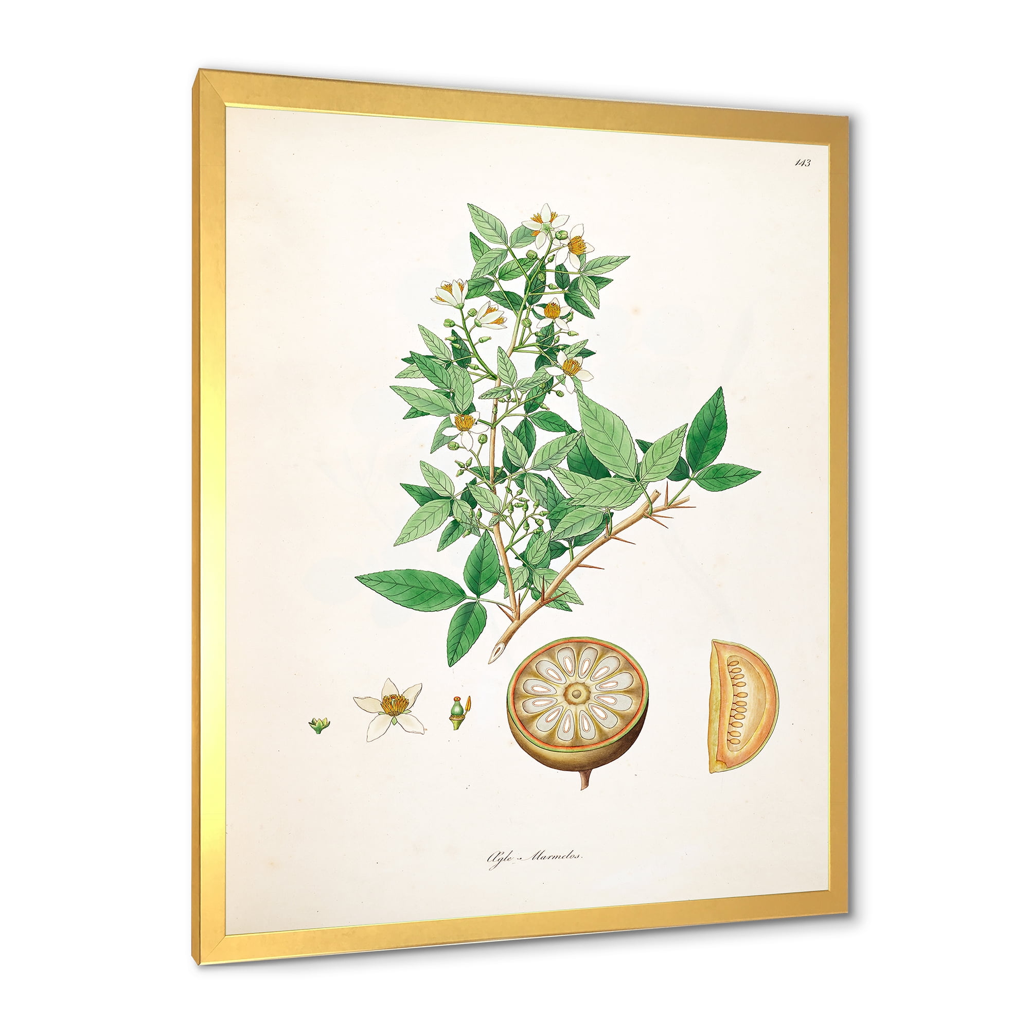 Designart 'Ancient Plant Life X' Farmhouse Framed Art Print