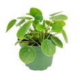 thumbnail image 1 of Pilea Peperomioides - Chinese Money Plant (6"+ Plastic Pot) - Easy to Care Houseplant for Beginners, 1 of 6
