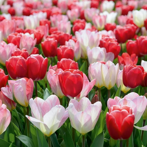 TASC Tulip Flower Bulbs-Fosteriana & Darwin Hybrid- Flaming Purissima & Van Eijk(20 Bulbs)