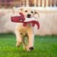 thumbnail image 2 of Juguete Masticable para Perro Juguete de Animal de Ruido Juguete de Lino para Perro Limpieza de Dientes Juguetes Chirriantes para Mascotas, 2 of 4