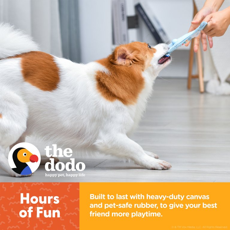 The 6 Best Dog Bath Brushes On  - DodoWell - The Dodo