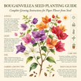 thumbnail image 4 of Bougainvillea seeds easy for Garden,Ideal for Beds ,Borders, Plant Pots & Planters, 4 of 5