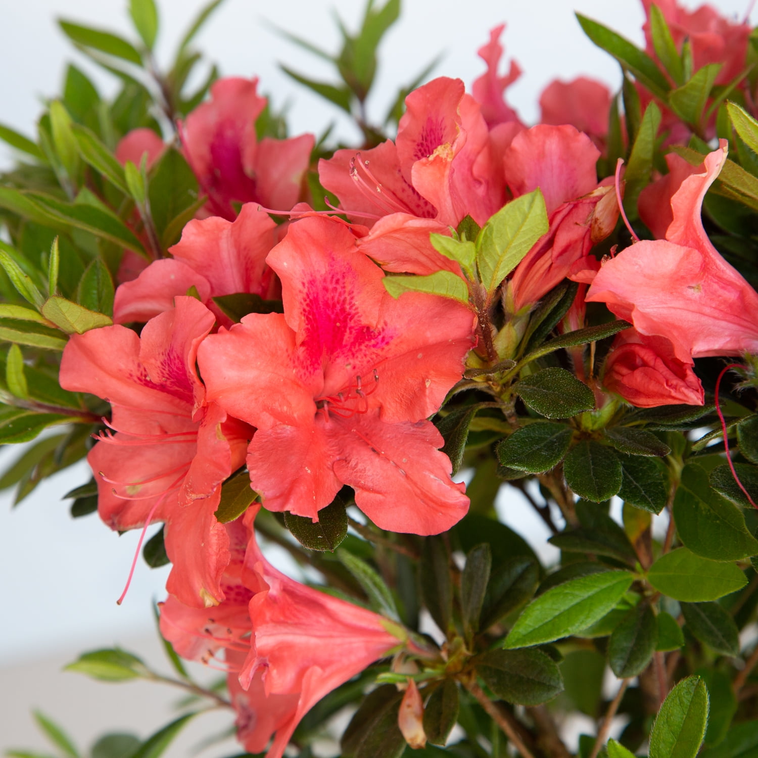 Encore Azalea Autumn Coral (2 Gallon) Coral Pink Flowering Shrub - Full Sun Live Outdoor Plant