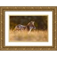 thumbnail image 1 of Leijen, Pim 14x11 Gold Ornate Wood Framed with Double Matting Museum Art Print Titled - Last Light Fox, 1 of 4
