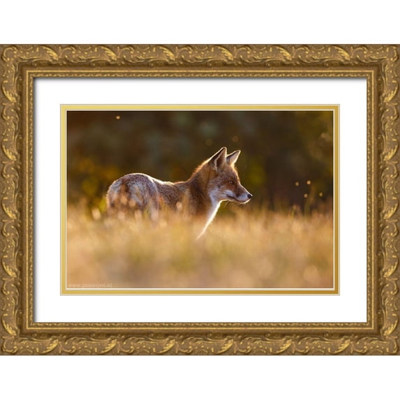 Leijen, Pim 14x11 Gold Ornate Wood Framed with Double Matting Museum Art Print Titled - Last Light Fox