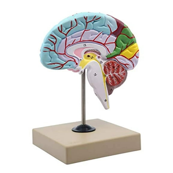 Human Half Brain Model - Life Size, Cross Section - Color Coded & Numbered with Key Card - Includes Mount - Eisco Labs