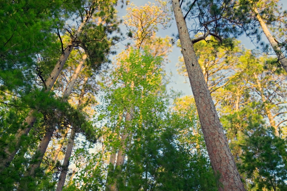 Low angle view of red pine trees growing along Lake Itaska Itaska State