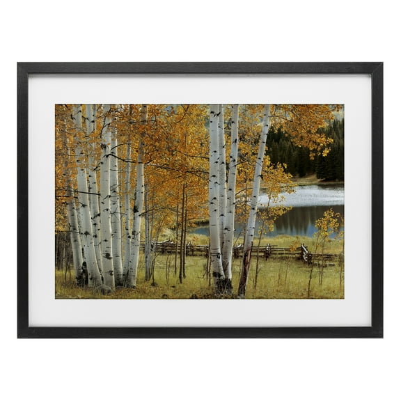 Stupell Industries Autumnal Birch Beauty Black Framed Print Under Glass design by Mike Jones, 14 x 20