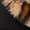 Brown Leopard, variant on HomeTop Women’s Warm Fuzzy Slippers Memory Foam Suede Upper Plush Collar Indoor Outdoor House Shoes