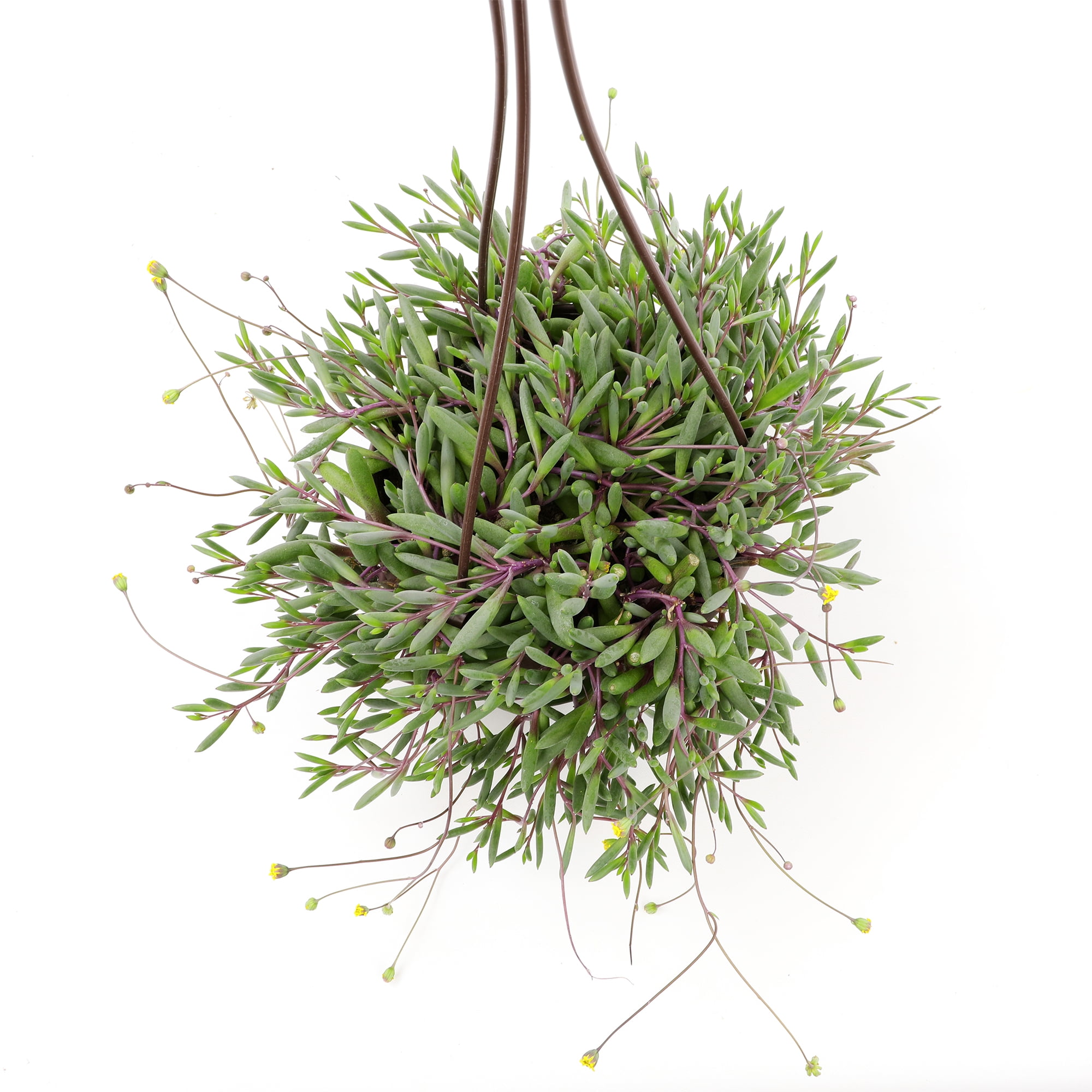 Ruby Necklace Succulent, String of Pickles | 6" Hanging Pot | Full Sun | Element by Altman Plants