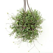 Ruby Necklace Succulent, String of Pickles | 6 Hanging Pot | Full Sun | Element by Altman Plants