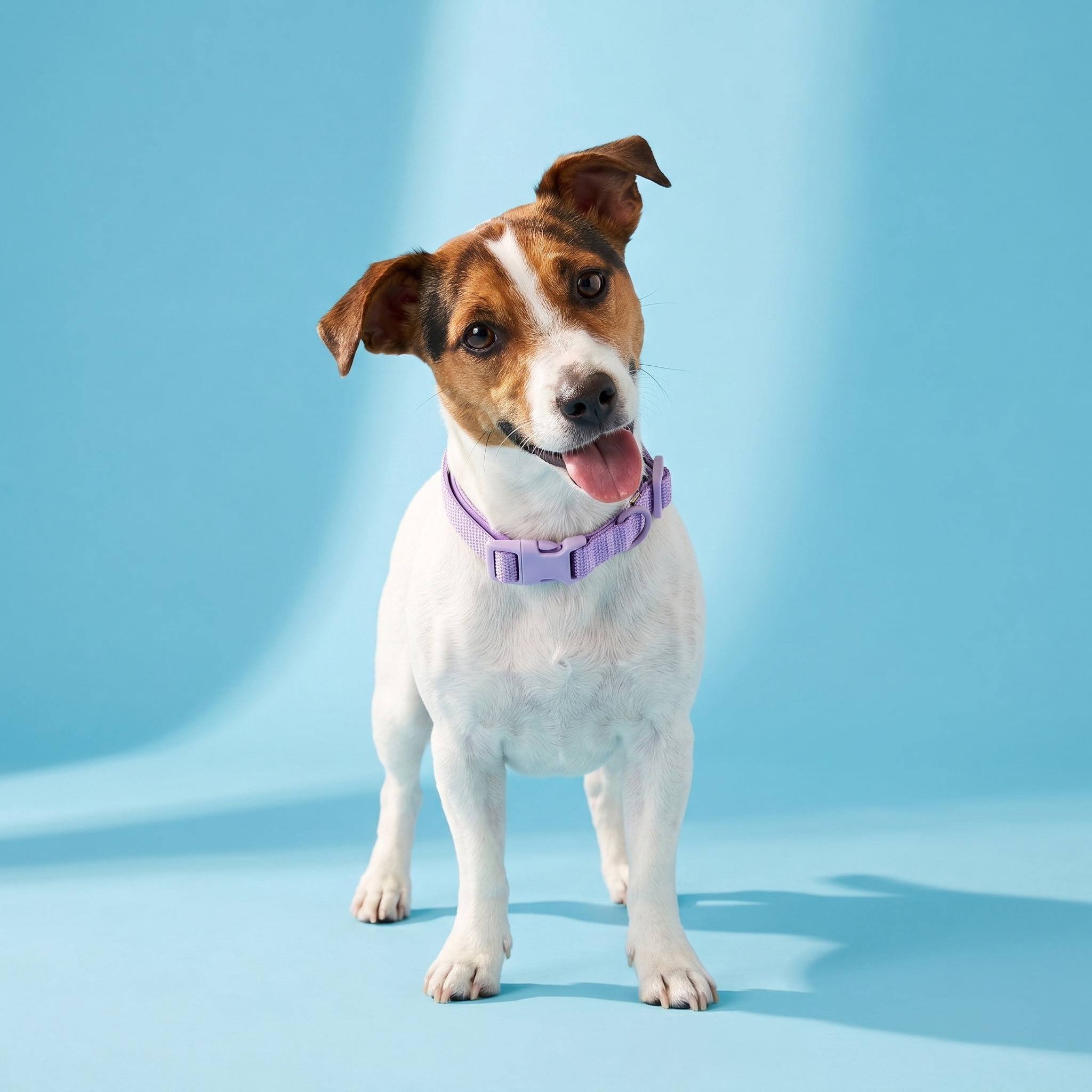 Vibrant Life Neoprene Cushioned Adjustable Dog Collar, Lilac, Small