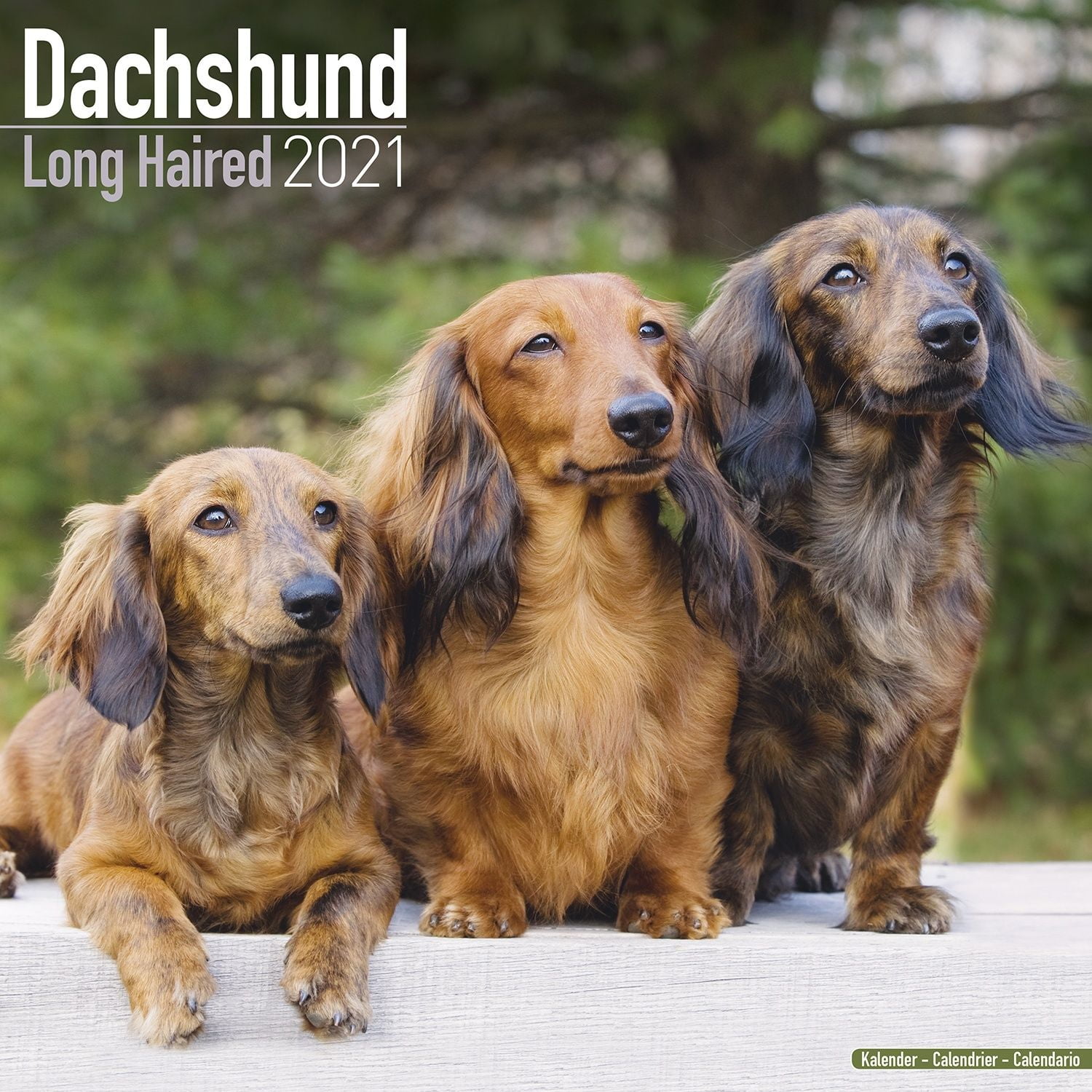 buy long haired dachshund