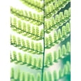 thumbnail image 2 of Johnson, Jason 19x24 White Modern Wood Framed Museum Art Print Titled - Fern Glow I, 2 of 4