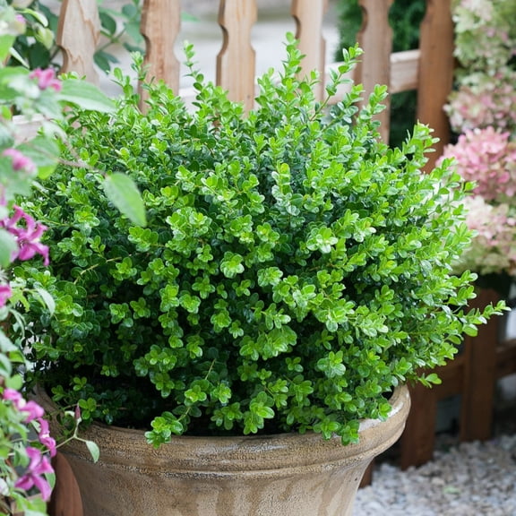 Proven Winners ColorChoice 5" Sprinter Boxwood Live Plant in 4.5" Pot (4 Count)