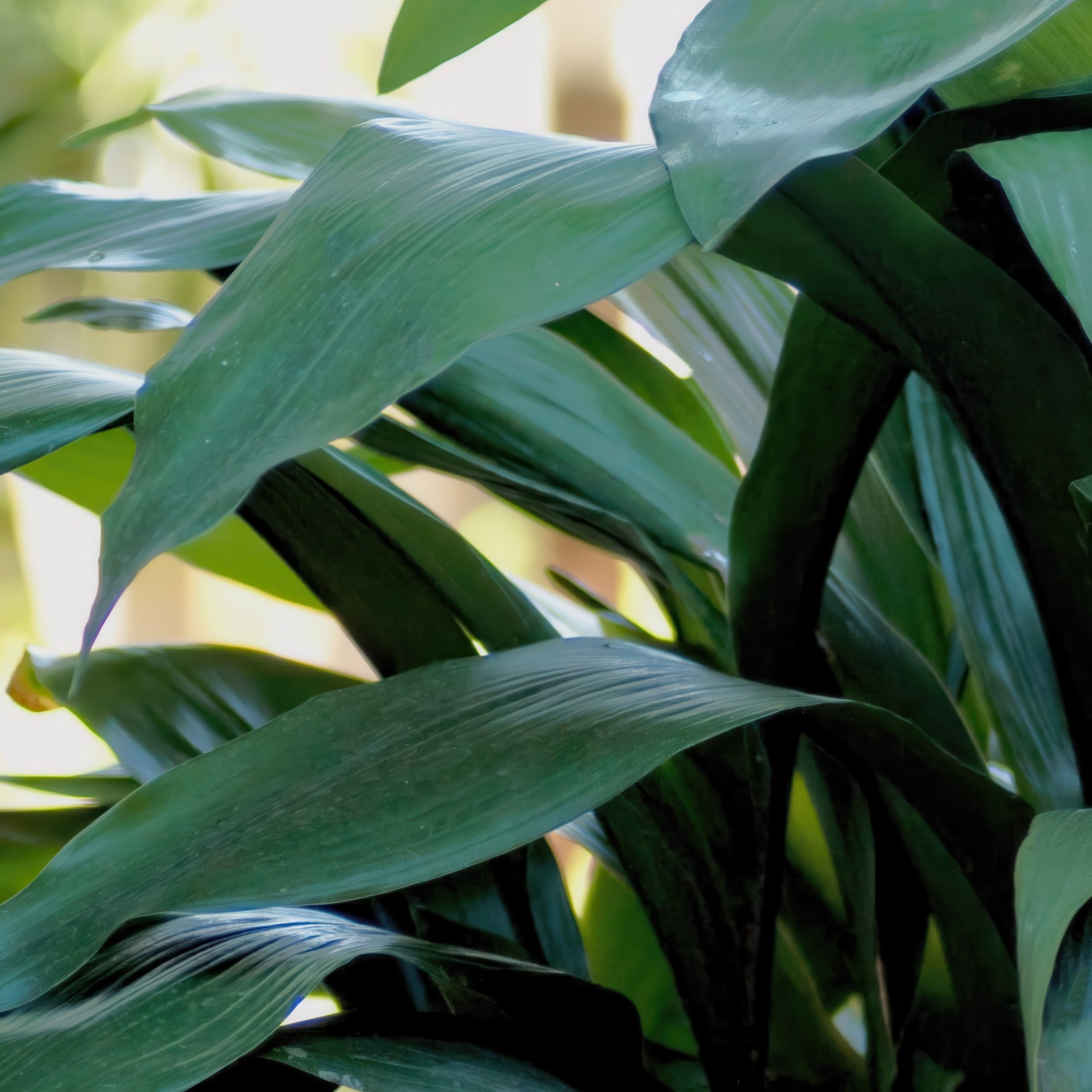 National Plant Network Aspadistra Cast Iron Live Plant in a 1 Gallon Grower Container