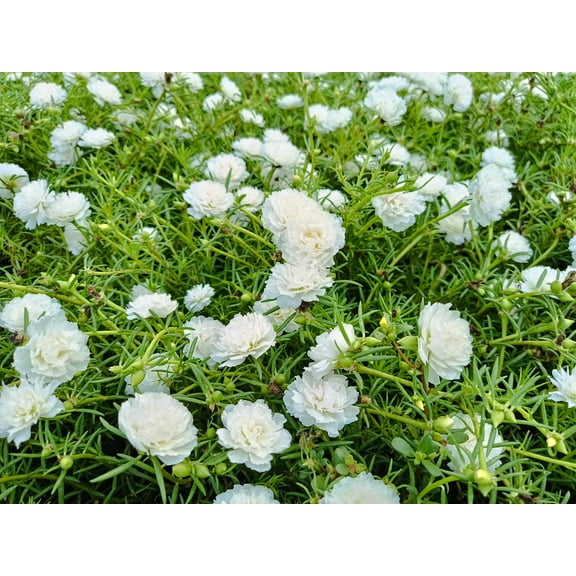 100 White PORTULACA Grandiflora / MOSS ROSE Succulent Flower Seeds