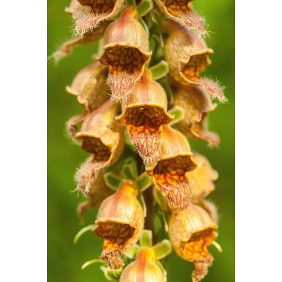 50 RUSTY FOXGLOVE Hummingbird Flower Digitalis Ferruginea Yellow Herald Seeds