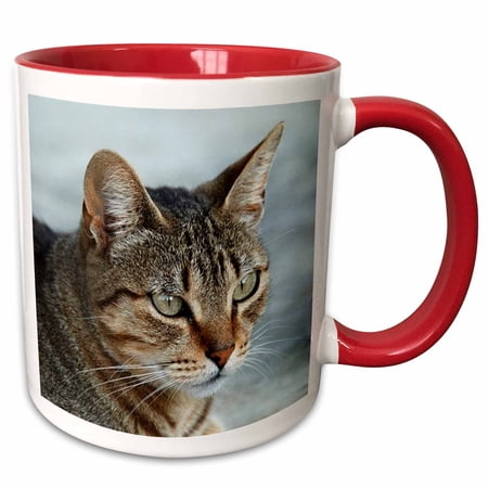 3dRose Cat Tabby Cat - Two Tone Red Mug  11-ounce